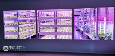 江西力源農業 創新模式，將農場“建在”超市，家門口的新鮮體驗